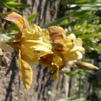 Ирис :: Сапсан 