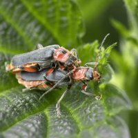 Мягкотелки развлекаются :: Валерий Басыров