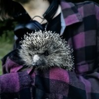 Ёж :: Александръ 