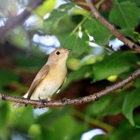 Малая мухоловка. :: Восковых Анна Васильевна 