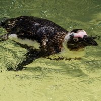 Пингвин Гумбольдта. :: Alexander Amromin Пингвин Гумбольдта. :: Alexander Amromin