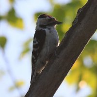 Маленький дятел.Большой труженик... :: Владилен Панченко