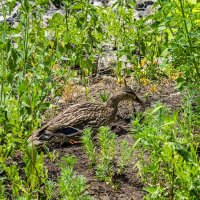 кряква :: petyxov петухов