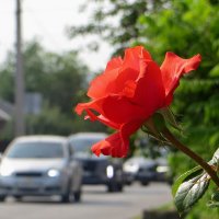 Придорожный этюд :: Татьяна Смоляниченко