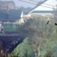 Утро :: Андрей Щетинин