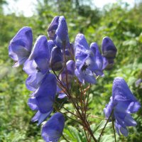 Аконит :: Anna Ivanova