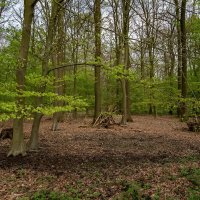 Лиственный лес... :: Николай Гирш Лиственный лес... :: Николай Гирш