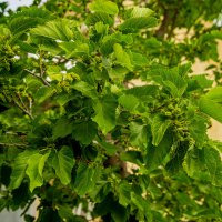 Тутовник :: Анатолий Чикчирный Тутовник :: Анатолий Чикчирный