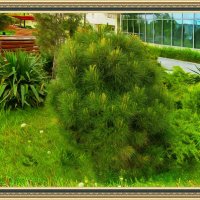 Ёлочка :: Анатолий Чикчирный