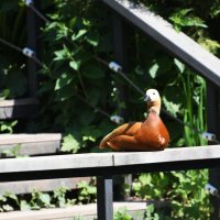 Москва. Весна в Аптекарском... :: Наташа ***** Москва. Весна в Аптекарском... :: Наташа *****