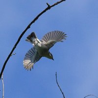 Мухоловка пеструшка :: Владилен Панченко