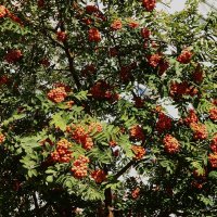 когда рябина созрела :: Елена Шаламова