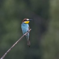 молодые щурки :: юрий макаров молодые щурки :: юрий макаров