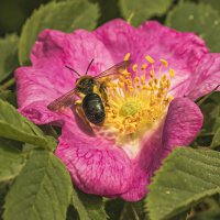 Напились нектара, пора улетать. :: Петр Беляков