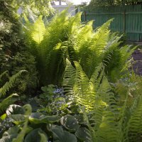 Папоротник :: Сергей Швечков