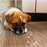 Малыш отдыхает. :: Валерия Комова