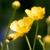 *** :: Владимир Безбородов