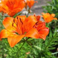 ,,, :: Сергей Тимоновский