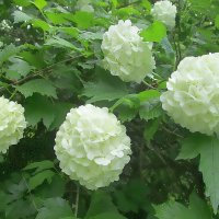 Декоративная калина «Бульденеж» :: Ольга Довженко Декоративная калина «Бульденеж» :: Ольга Довженко