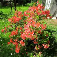 Рододендрон листопадный японский. :: Ольга Довженко