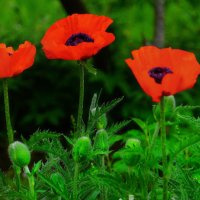 Мак садовый :: Наталья Лакомова