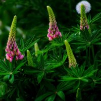 Люпины :: Наталья Лакомова