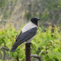 серая ворона-меланист :: Валерий Ткаченко
