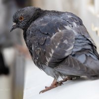 Голубь на окне :: Александр Синдерёв