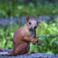 Лесная красавица :: Андрей Жданов