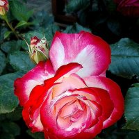 ЦАРСТВЕННАЯ ОСОБА :: Елена Даньшина ЦАРСТВЕННАЯ ОСОБА :: Елена Даньшина