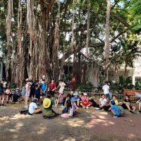 Фикус бенгальский. Решили отдохнуть в тени. :: Светлана Хращевская