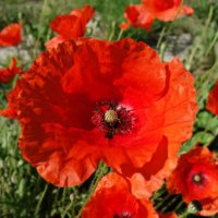 "Маки горделивы, Стебелек – струна, Страстные мотивы, Вздохи серенад...." :: Галина "Маки горделивы, Стебелек – струна, Страстные мотивы, Вздохи серенад...." :: Галина