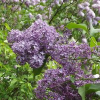 Сирень :: Freddy 97