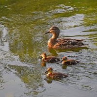 Гордая мамочка! :: Валентина Нефёдова Гордая мамочка! :: Валентина Нефёдова