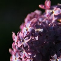 Молчит сирень,молчит и дышит,распространяя благодать.. :: Татьян@ Ивановна