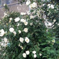 Во дворах цветет шиповник :: Galina Solovova