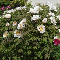 цветы в моём саду :: ИННА ПОРОХОВА