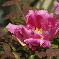 цветы в моём саду :: ИННА ПОРОХОВА цветы в моём саду :: ИННА ПОРОХОВА