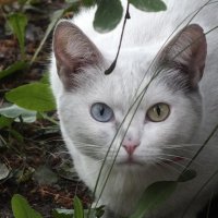 * :: Зоя Мишина