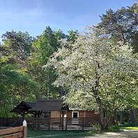 Яблоня в цвету :: Алевтина 