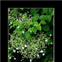 ЭТЮД... :: Elvira E. 