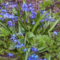 Первоцветы :: Aleksey Afonin