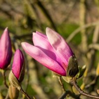 Магнолия цветёт... :: Николай Гирш Магнолия цветёт... :: Николай Гирш