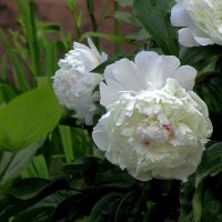 Белые розы :: Сергей Карачин