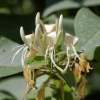 Жимолость в Крыму :: Валерий Басыров Жимолость в Крыму :: Валерий Басыров