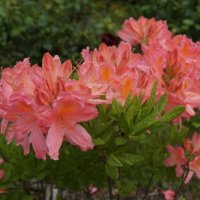 Они хороши :: Anna-Sabina Anna-Sabina Они хороши :: Anna-Sabina Anna-Sabina