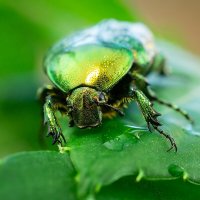 Бронзовка :: Alex Bush