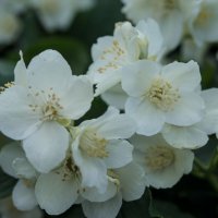 Белый цветок :: Яков Реймер