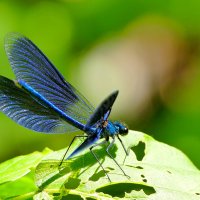 из снятого сегодня  4 :: Александр Прокудин