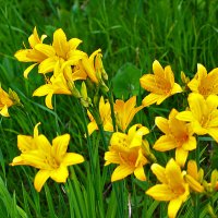 Золотые лилейники :: Светлана Золотые лилейники :: Светлана